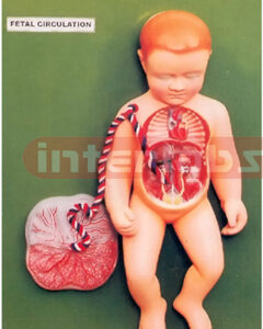 HUMAN FETAL CIRCULATION MODEL