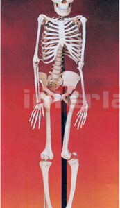 HUMAN SKELETON