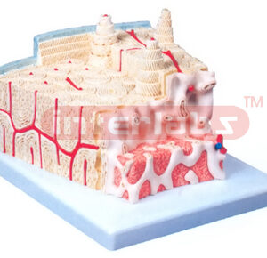 MICRO ANATOMY, BONE STRUCTURE