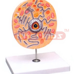 TYPICAL ANIMAL CELL, ECONOMY MODEL