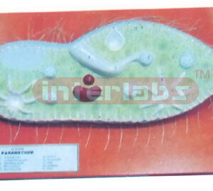 PARAMECIUM MODEL
