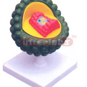 AIDS VIRUS
