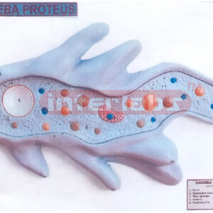 AMOEBA