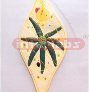 EUGLENA