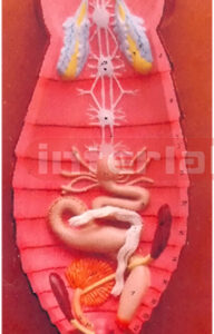 COCKROACH, DISSECTION