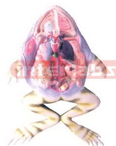FROG DISSECTION