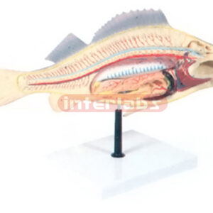 FISH ANATOMY (PERCH)