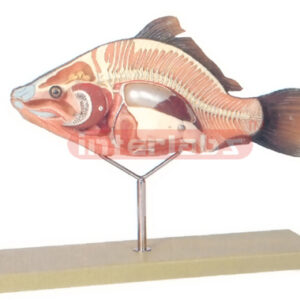 BONY FISH