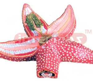 STAR FISH