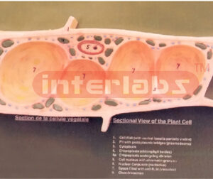 PLANT CELL