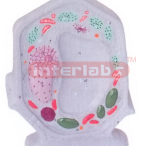 TYPICAL PLANT CELL
