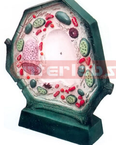 TYPICAL PLANT CELL