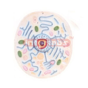 TYPICAL PLANT CELL