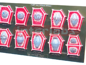 PLANT CELL DIVISION MITOSIS