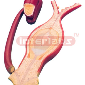 FERTILIZATION OF THE ANGIOSPERMS