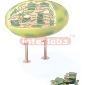 CHLOROPLAST