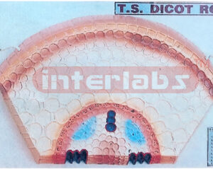 DICOT ROOT, TS