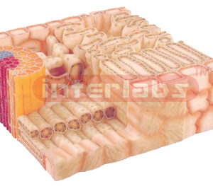 DECIDUOUS LEAF SECTION