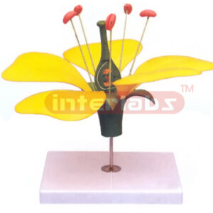 TYPICAL FLOWER