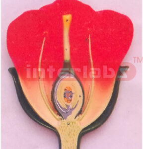 TYPICAL FLOWER, LS