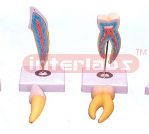 CLASSIC TOOTH MODEL SERIES