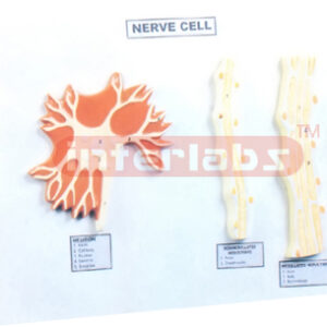 NERVE CELL