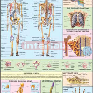 The Skeleton