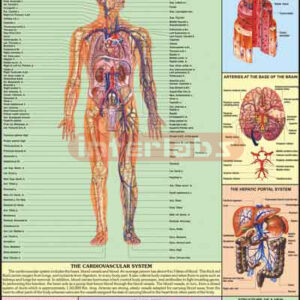Blood Criculation