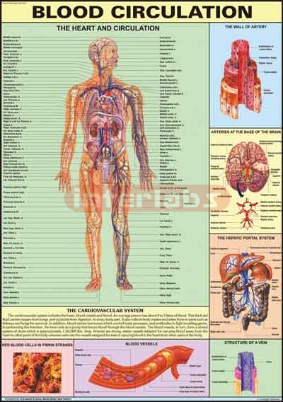 Blood Criculation