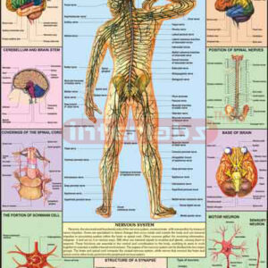 Nervous System