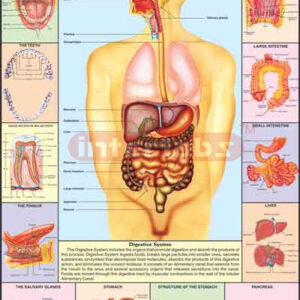 Digestive System