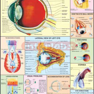 Eye