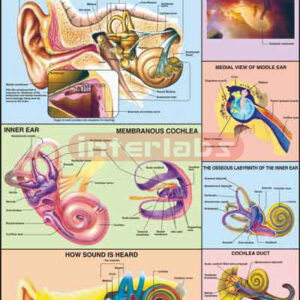 Ear