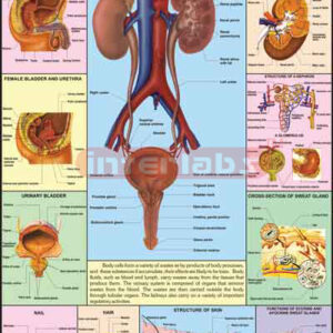 Kidney, Skin & Excretory Organs