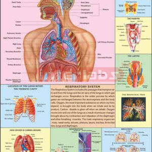 The Respiratory System