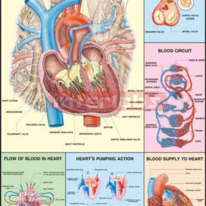 Human Heart