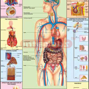 Endocrice System