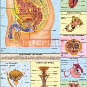 Reproductive (Male)