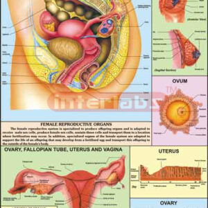 Reproductive (Female)