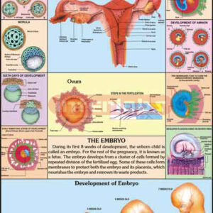 Human Embryology