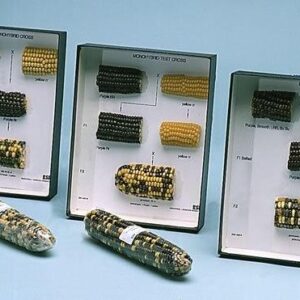 Hybrid Maize cob set