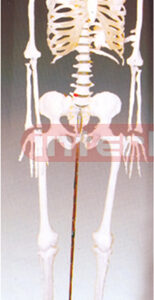 Life-Size Skeleton 170cm tall