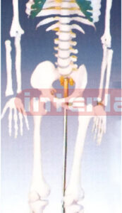 Medium Skeleton with spinal nerves 85 cm tall