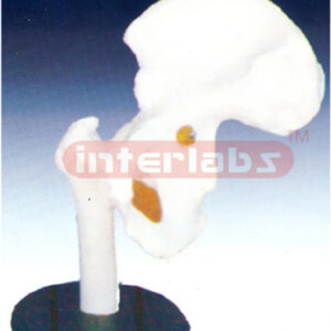 Life-Size Hip Joint