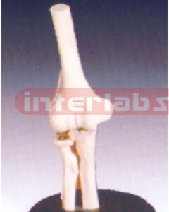 Life-Size Elbow Joint