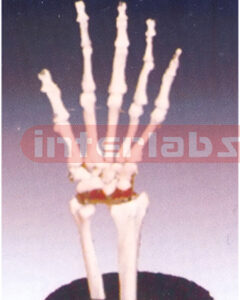 Life-Size Hand Joint