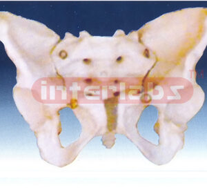 Adult Female Pelvis
