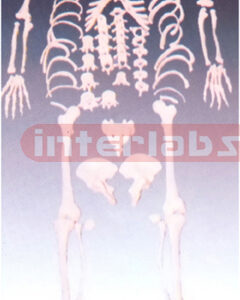 Disarticulated skeleton with skull