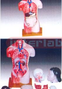 Female Torso 15 parts 42 cm