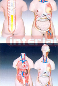 Unisex torso 23 parts 85 cm